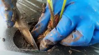 Plant STRAWBERRIES in the MUD and you will be a PRINCE))) PART 2 Seedlings with an open root syst...