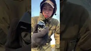 Светошумовая граната от медведя. Тест.