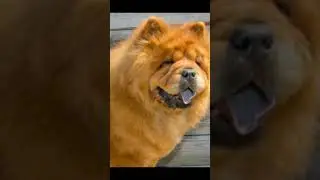 La Raza Chow Chow es una de las razas Mas Caras del Mundo