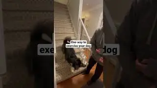 Use the stairs to exercise your dog