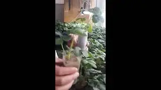 Клубника ремонтантная, выращенная из семян часть 3