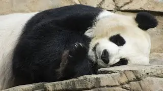 LAZY SLEEPY PANDA - China 🐼🐼 #cutepanda #pandalover #sleepypanda