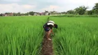 Pesan Dari Nasi [SHORT MOVIE]