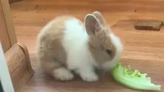 Зайки