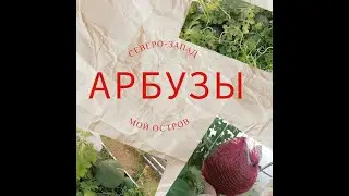 Выращивание арбузов в теплице на Северо-Западе. Сбор урожая в начале августа!