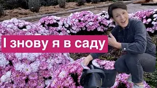 Яскравий листопад! Як готую сад до зими. Чи можна стригти хвойні.