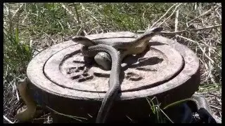 Garter Snakes emerging from hibernation