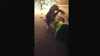 Boy vs Dog (hump style)