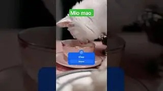 mio mao 