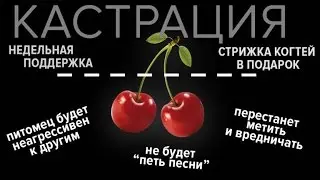 Кастрация Часто задаваемые вопросы