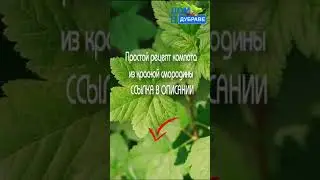 Простой рецепт компота из красной смородины