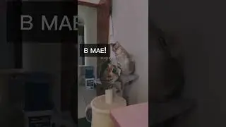 А по промокоду "Весна" действует скидка! #автомагнитола #юмор #кот