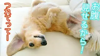 散歩に行きたくてジタバタする愛犬【ミニチュアダックスフンド】