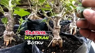 update terbaru 2024 bahan2bonsai pilihan