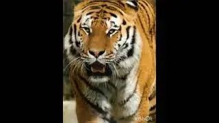 What a Cute Tiger ❤️❤️