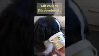 Maulkorbtraining Spezial / Special Muzzle Training