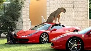 WOW... SuperCar di garasi dijaga Singa Putih langka di Qatar