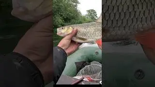 КРУПНЫЙ ГОЛАВЛЬ #Shorts