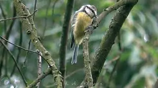 Обыкновенная лазоревка - BLUE TIT