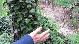 ТАКОГО ВЫ ЕЩЕ НЕ ВИДЕЛИ !!! МОЖЕТ ли КОМНАТНЫЙ  ПЛЮЩ стать  как ДЕРЕВО?