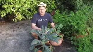 Unusual Kale in containers in my urban home garden.