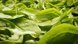 Macro Food