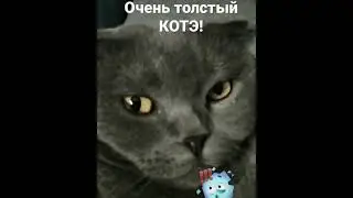 Очень толстый КОТЭ!