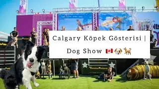 Calgary Köpek Gösterisi | Dog Show