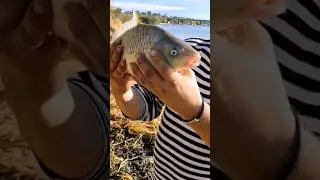 Днестровский сазанчик #fishing  #carp #carpfishing