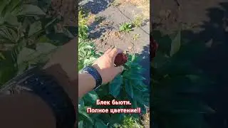 Блек бьюти пион