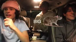 one minute of chaotic rat watching || sturniolo triplets