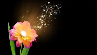 Flower magic effect black screen | flower black screen video | black screen flower status
