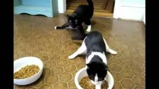 Приколы про домашних любимцев смешные кошки