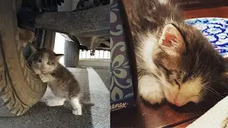Man Saw Kitty Hiding Under Truck and Couldn't Refuse Her