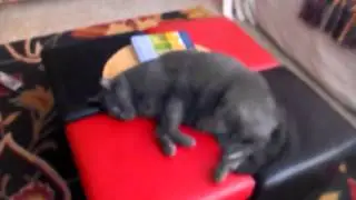 Poor Cosmo