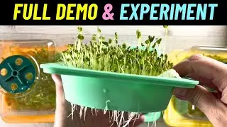 Full Microgreen Growing Guide & an Experiment when Growing Sprouts! Also Includes an Unboxing!