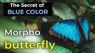 Morpho butterfly | Why do morpho butterflies look blue?
