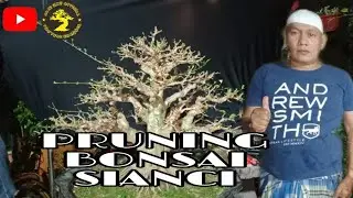 PERAWATAN & PRUNING BONSAI SIANCI | PAK KUWU BANTARJATI