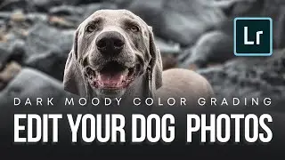 Learn to Color Grade Your Dog Photos | Dark Moody Lightroom Color Grading Tutorial for Animal Lovers