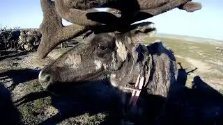 Олень в упряжке с шикарными пантами