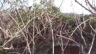 Когда обрезать черешню и персик.