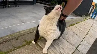 Plump cat has a hilarious reaction to back scratch