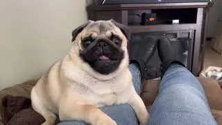Decision, decision! Play with the Pug brothers or snuggle with Momma
