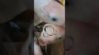 Cho cá Koi ăn #koi
