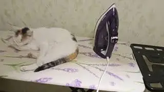 Погладить кошку!