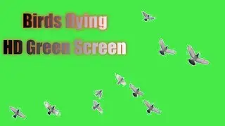 Birds Flying Green Screen HD