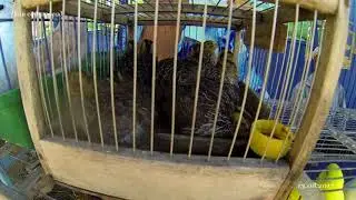 Колхозный рынок. Энгельс. Случайная встреча с заводчиком певчих птиц