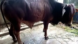 Our Qurbani Bull 2018 with My Bro