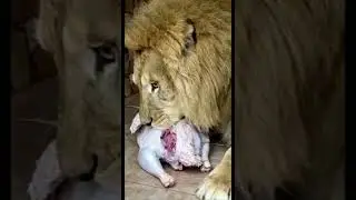 شاهد أسود حديقة وهران يتناولون اللحوم الفاسدة المحجوزة