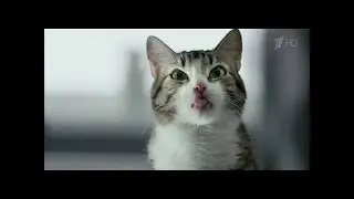 Реклама Kitekat | Китикет - Борис Фотокот